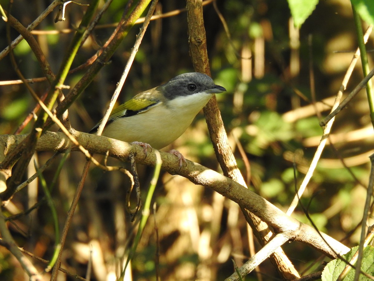 White-browed Shrike-Babbler - ML632046948