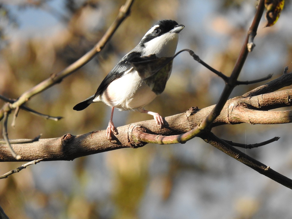 White-browed Shrike-Babbler - ML632046949