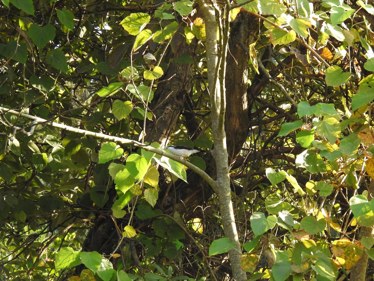 White-browed Shrike-Babbler - ML632046950