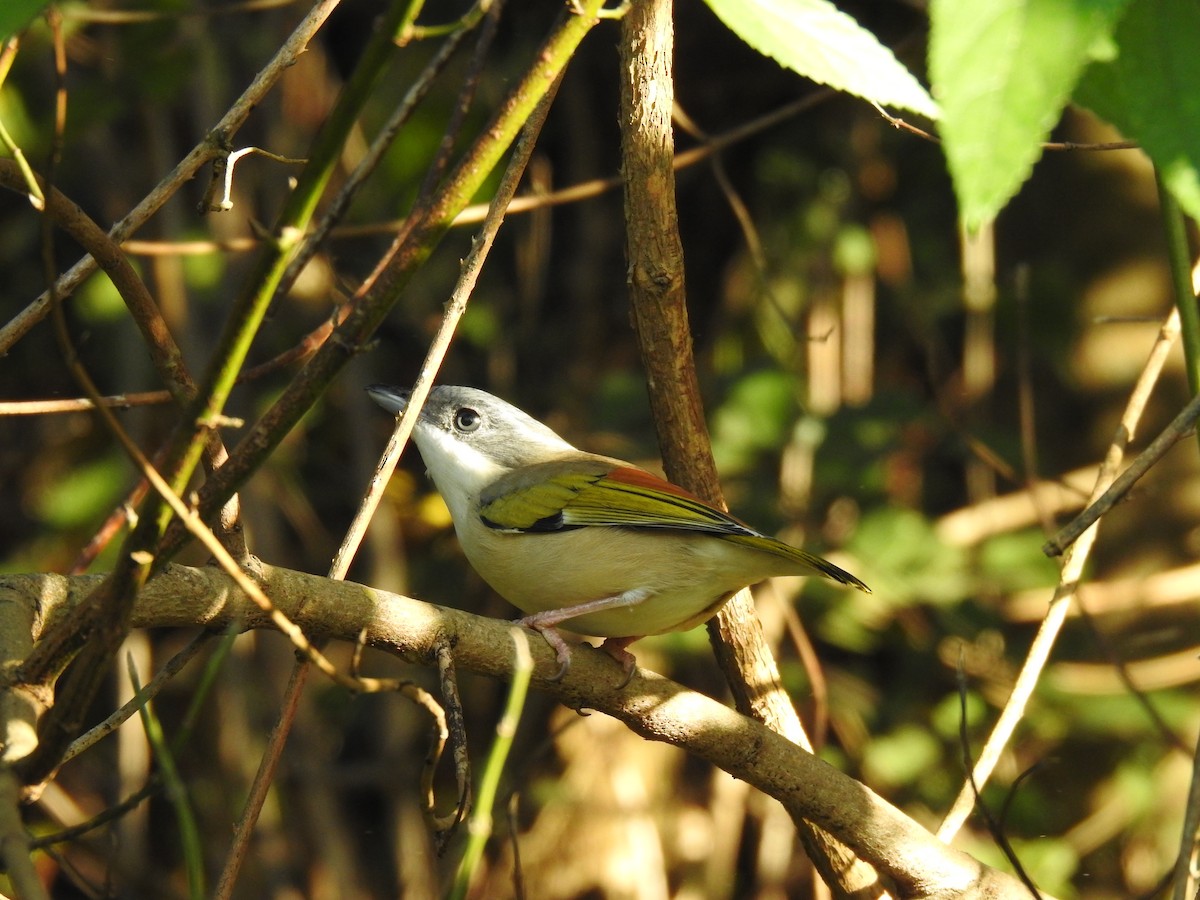 White-browed Shrike-Babbler - ML632046951