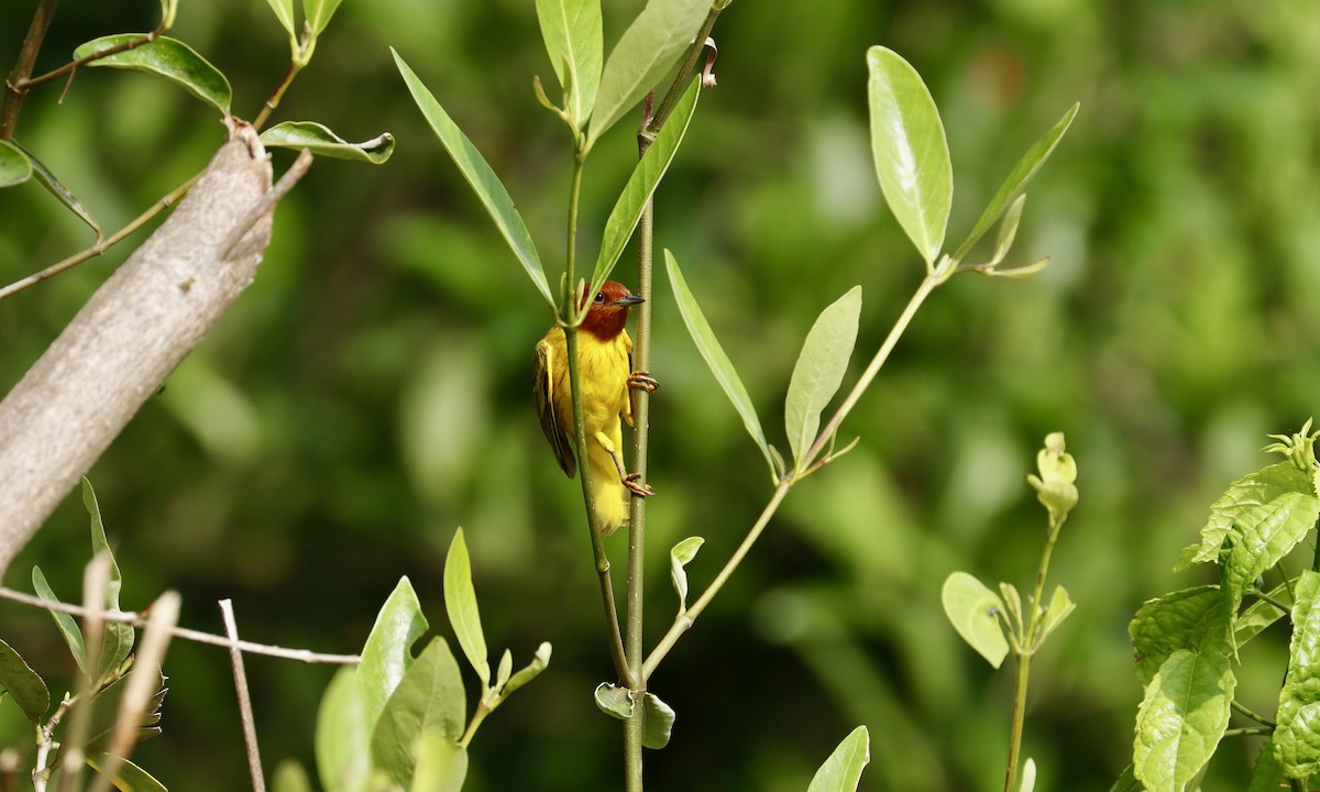Yellow Warbler (Mangrove) - ML632046971