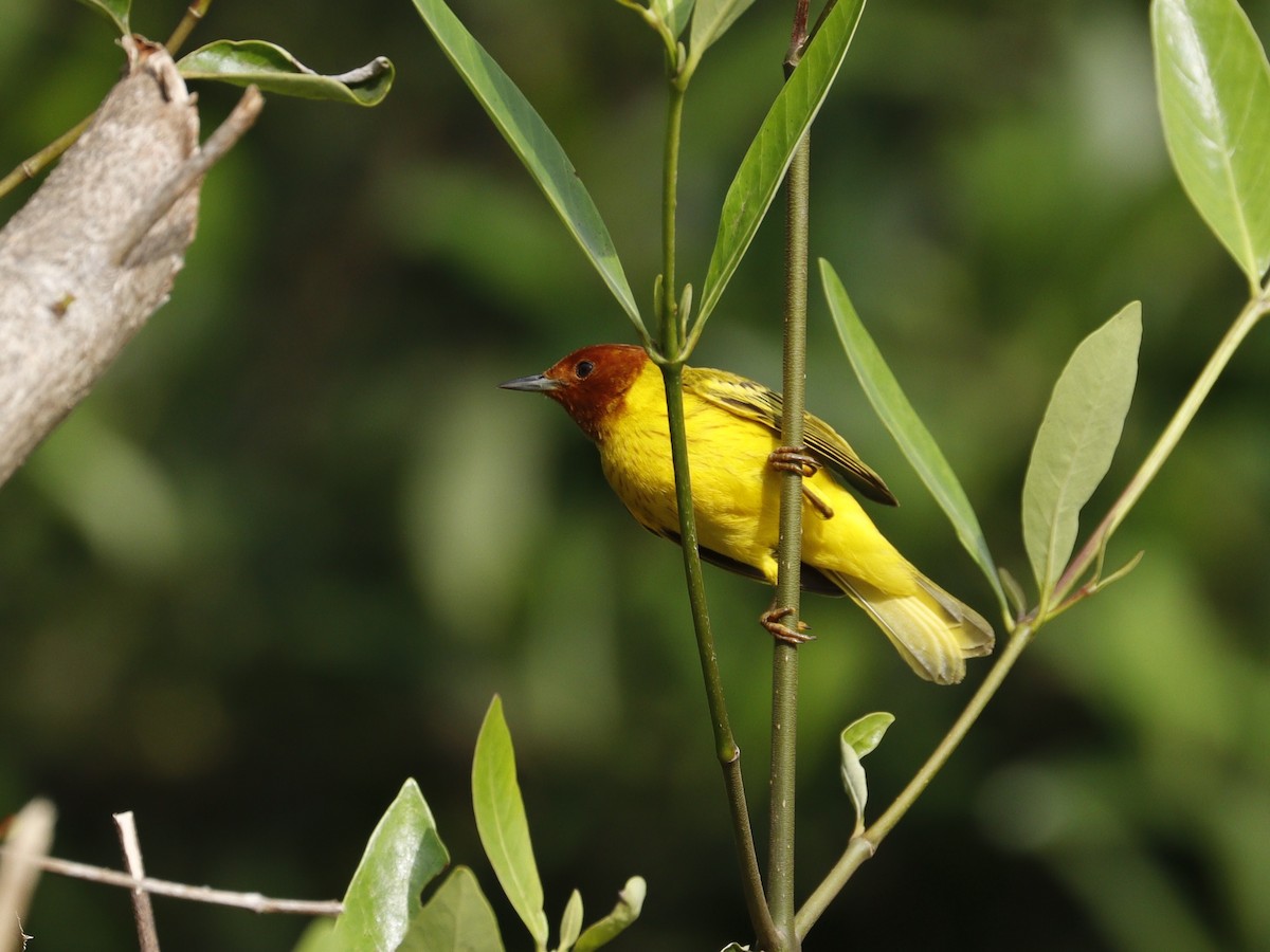 Yellow Warbler (Mangrove) - ML632046972