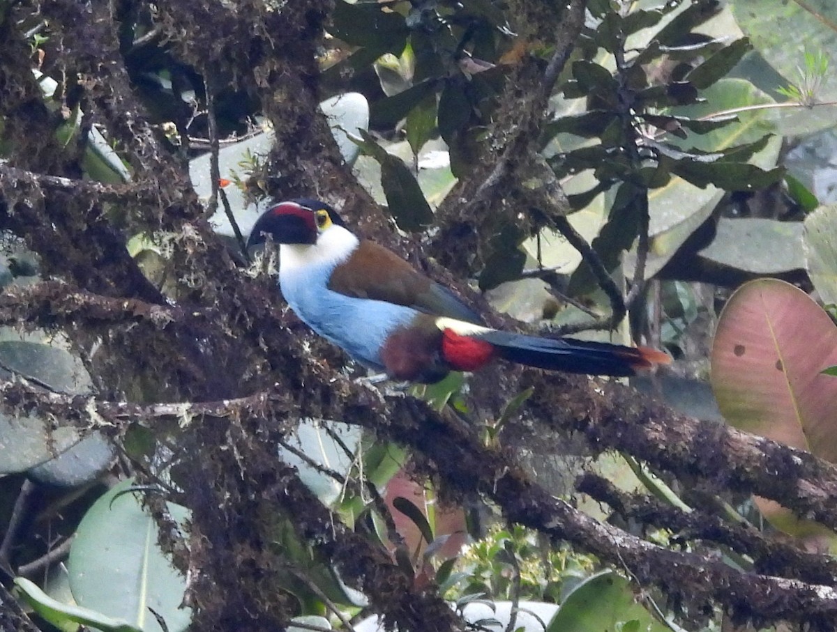 Black-billed Mountain-Toucan - ML632047026