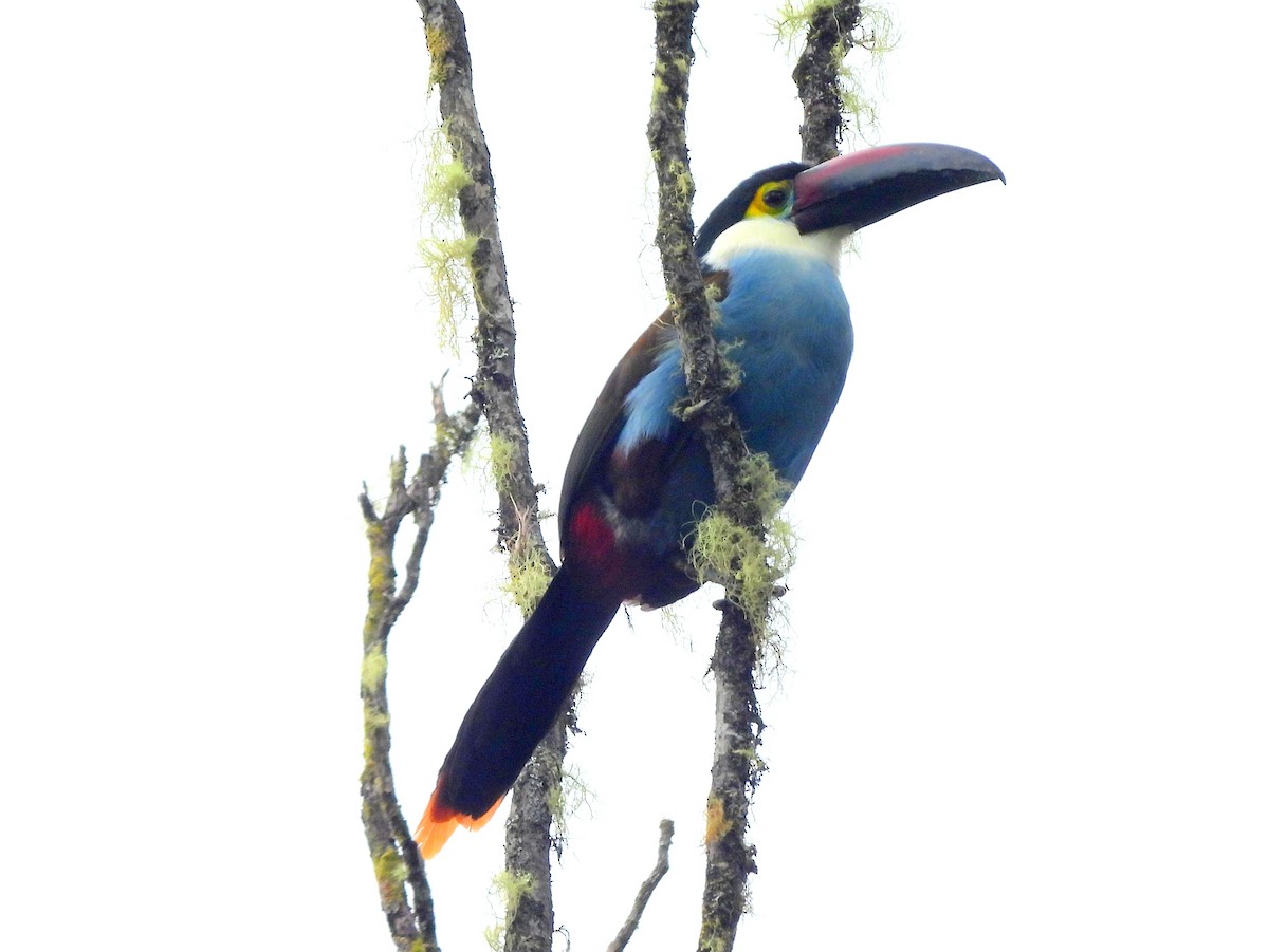 Black-billed Mountain-Toucan - ML632047027