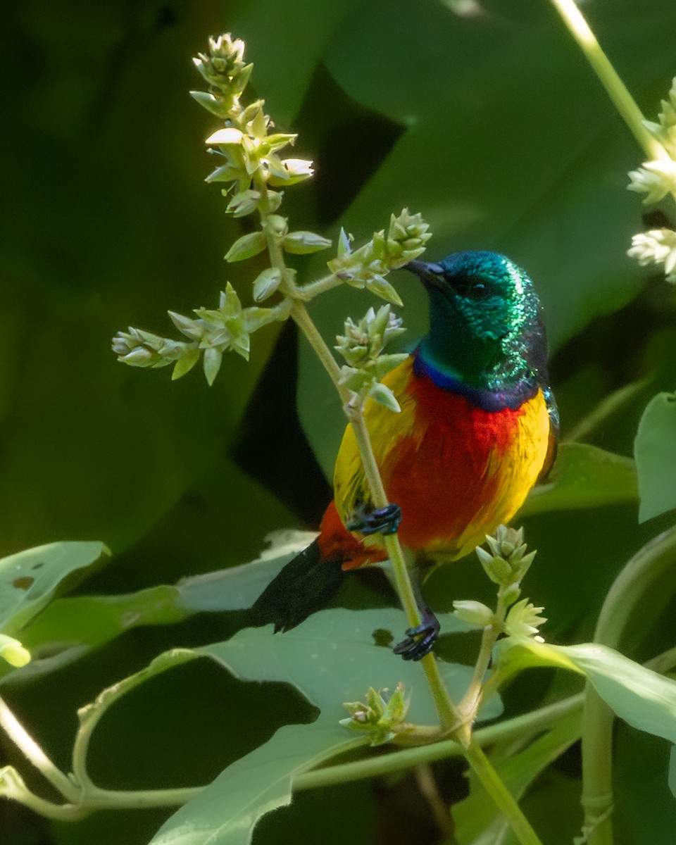 Regal Sunbird - ML632047071