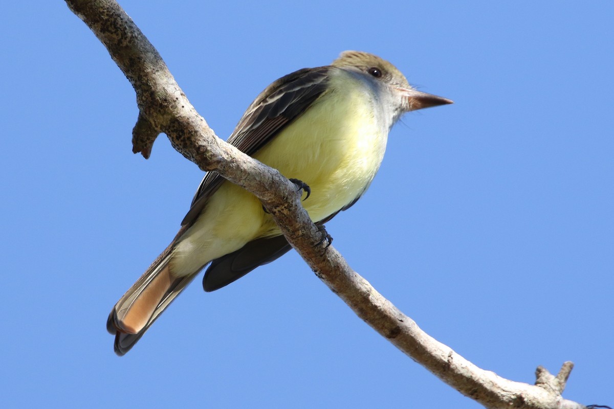 Great Crested Flycatcher - ML632047117