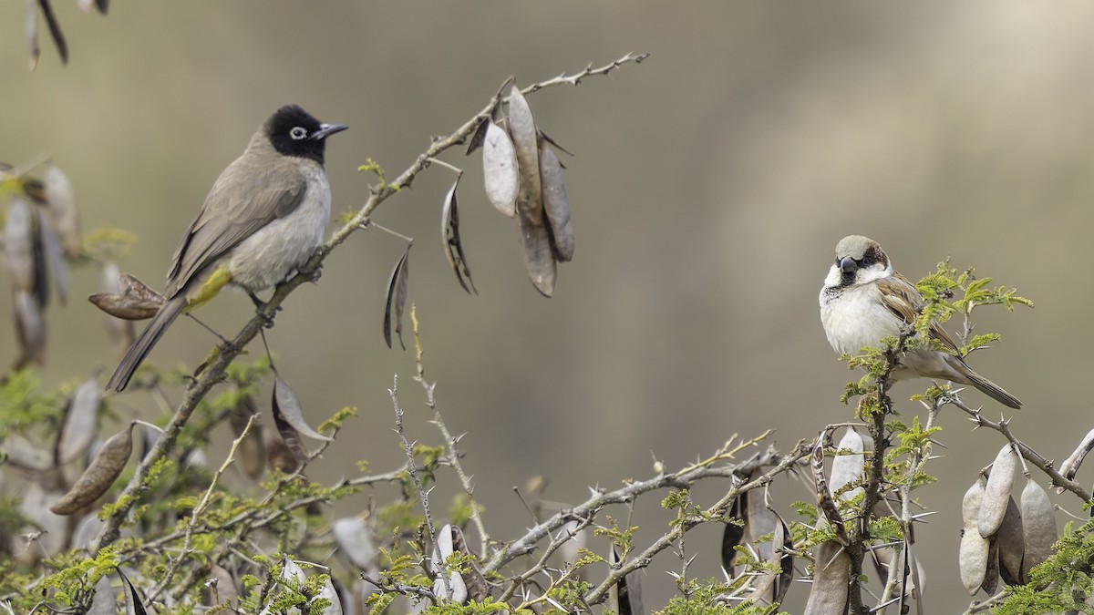 White-spectacled Bulbul - ML632047283