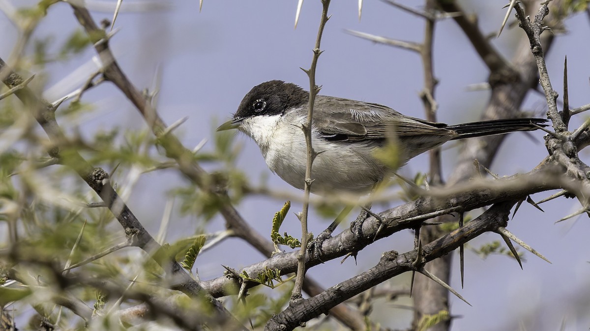 Arabian Warbler - ML632047550