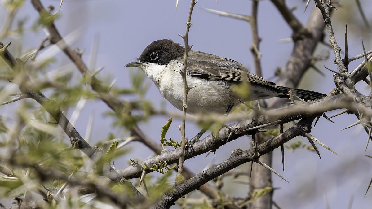 Arabian Warbler - ML632047565