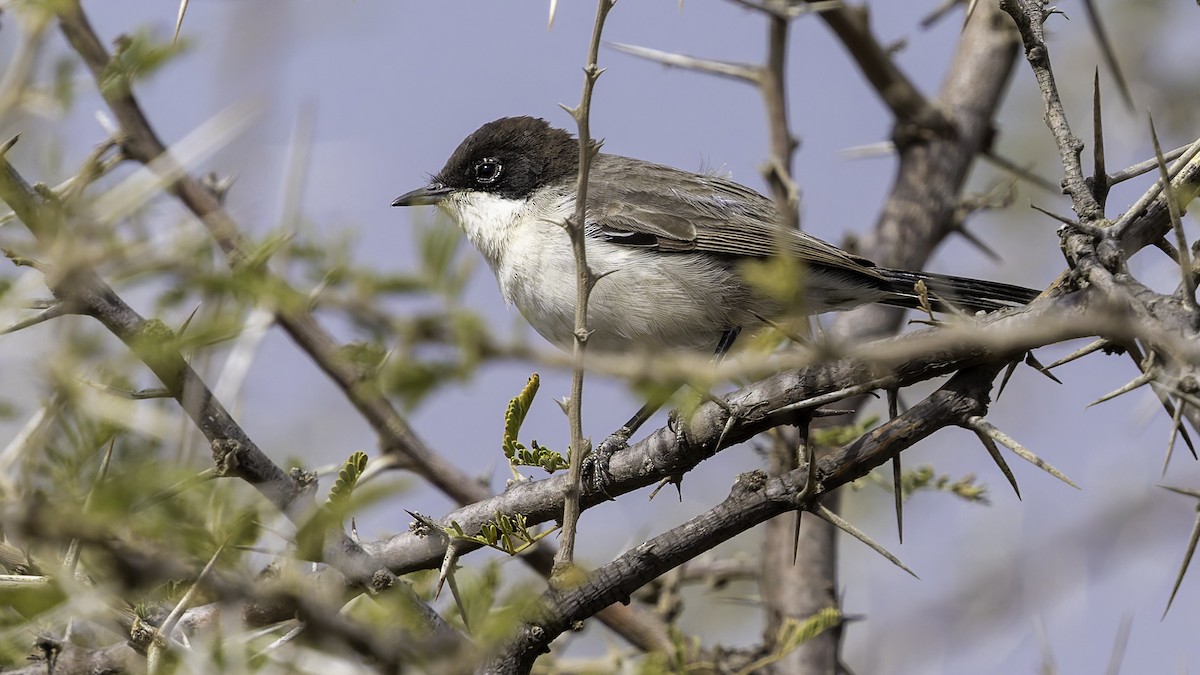 Arabian Warbler - ML632047574