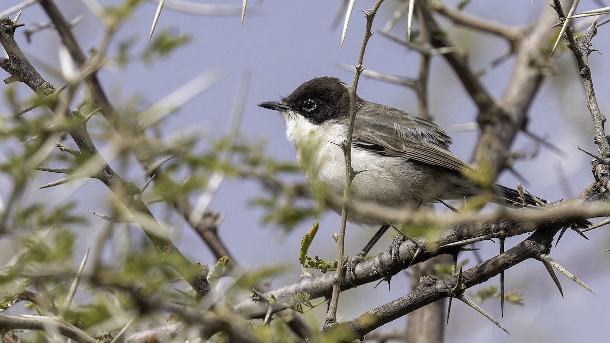 Arabian Warbler - ML632047575