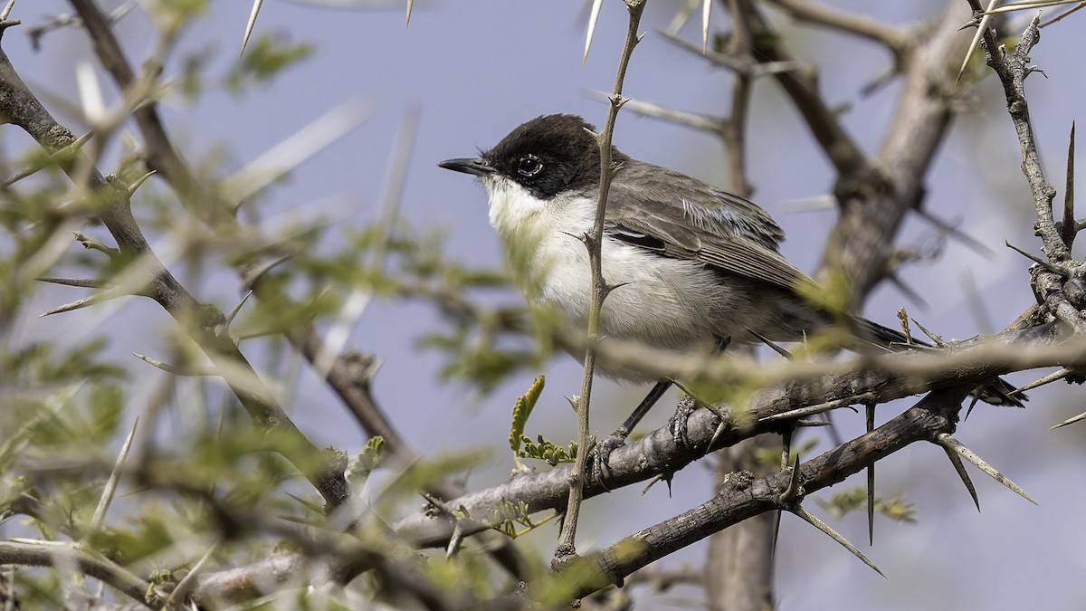 Arabian Warbler - ML632047580
