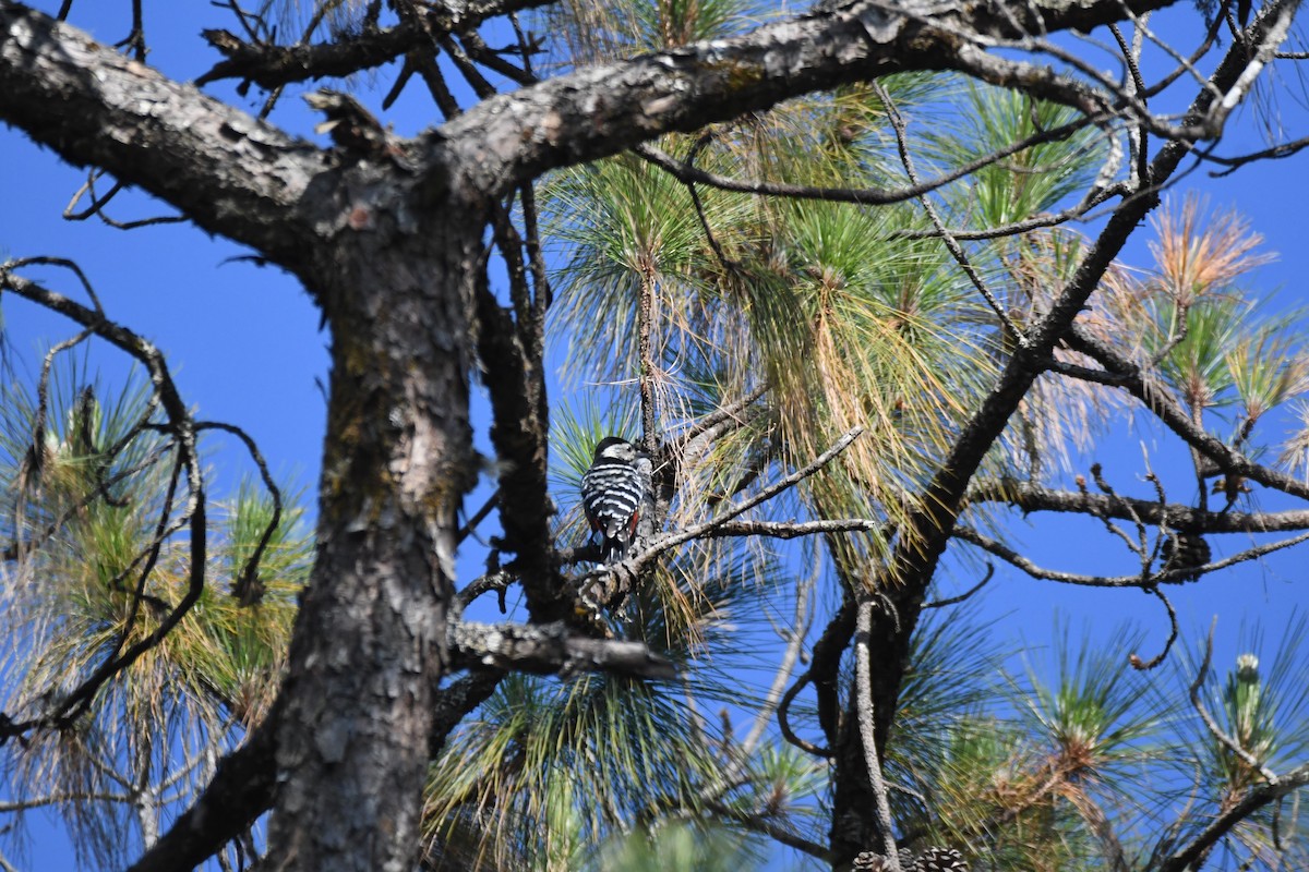 Stripe-breasted Woodpecker - ML632047627