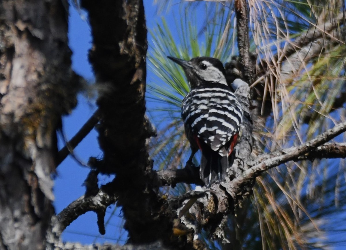 Stripe-breasted Woodpecker - ML632047635
