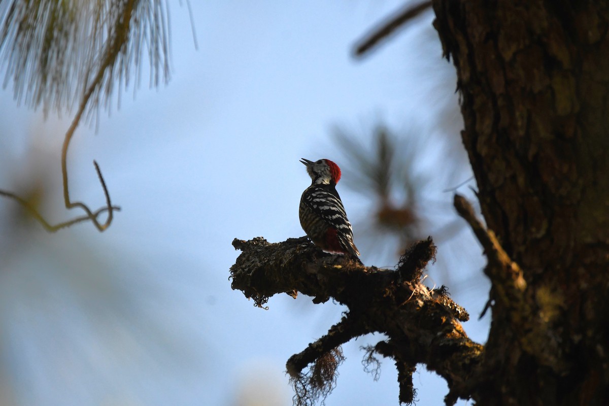 Stripe-breasted Woodpecker - ML632047648