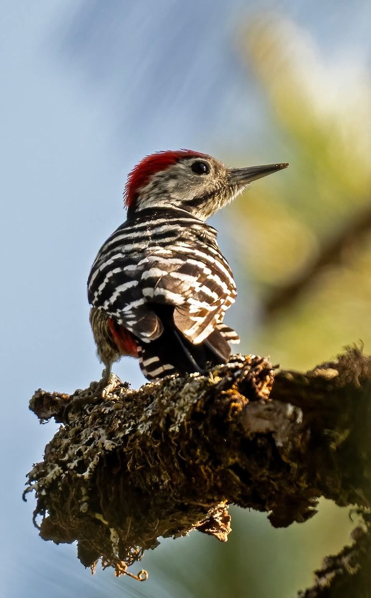 Stripe-breasted Woodpecker - ML632047666
