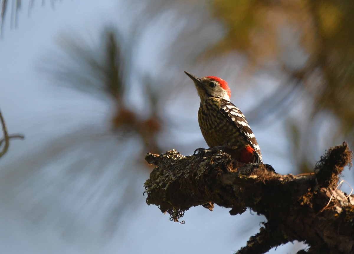 Stripe-breasted Woodpecker - ML632047689