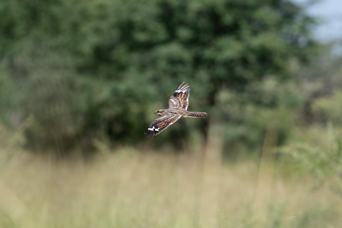Square-tailed Nightjar - Mael Glon