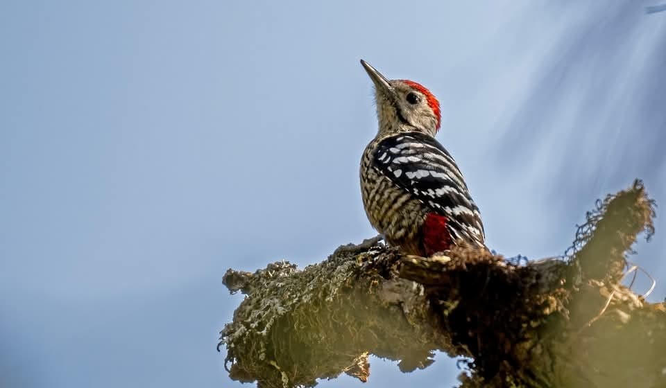 Stripe-breasted Woodpecker - ML632047717