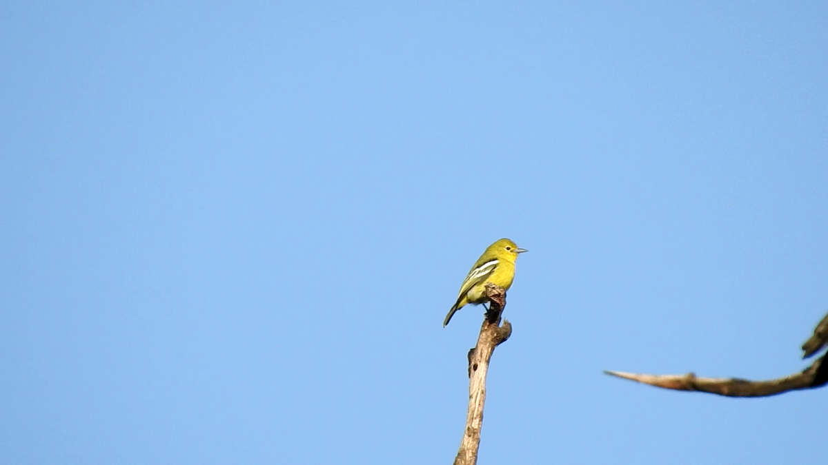 Common Iora - ML632047766
