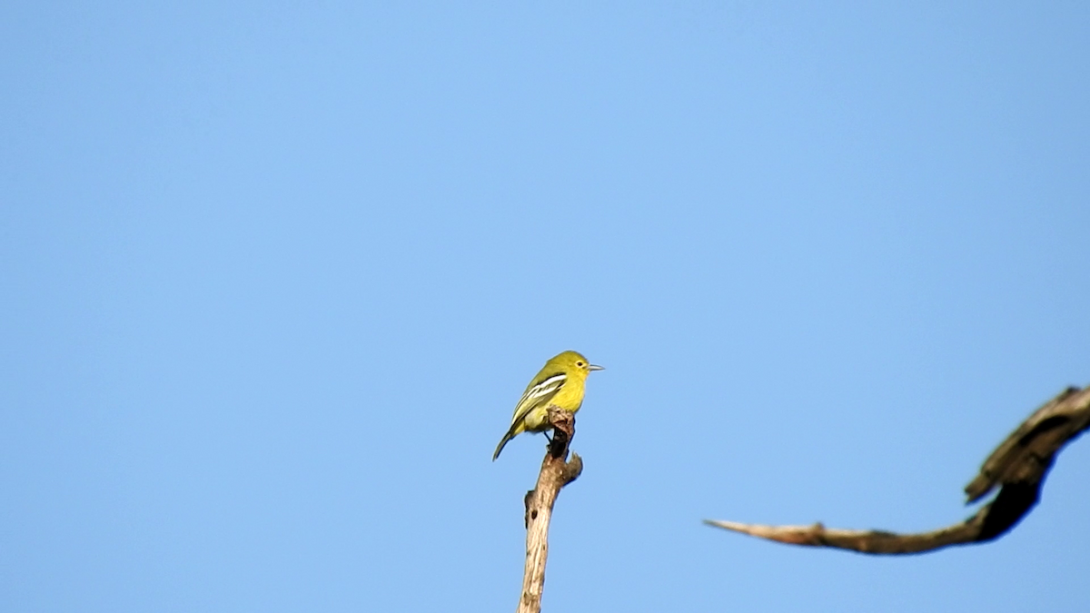 Common Iora - ML632047767