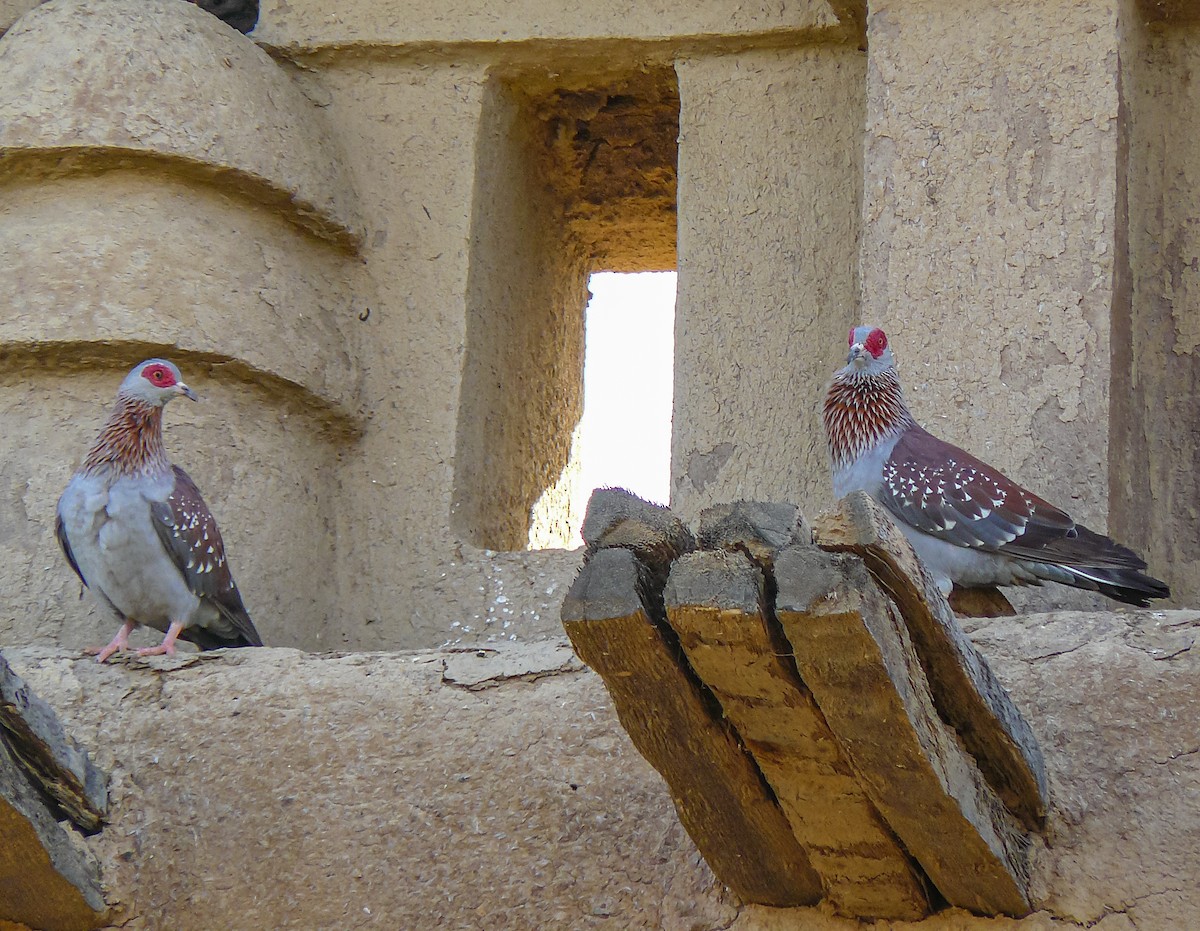 Speckled Pigeon - ML632047846