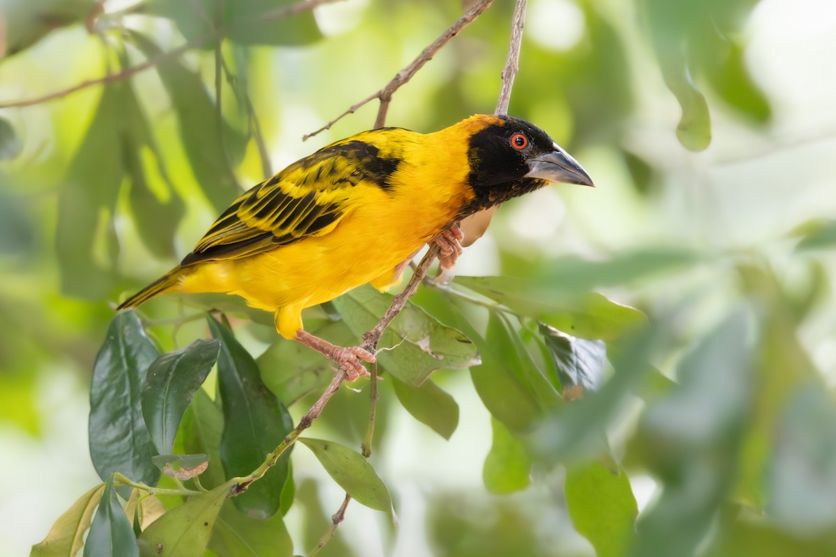 Village Weaver - ML632047943
