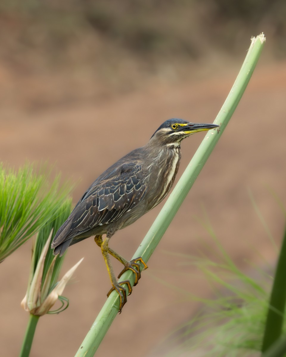 Striated Heron - ML632048017