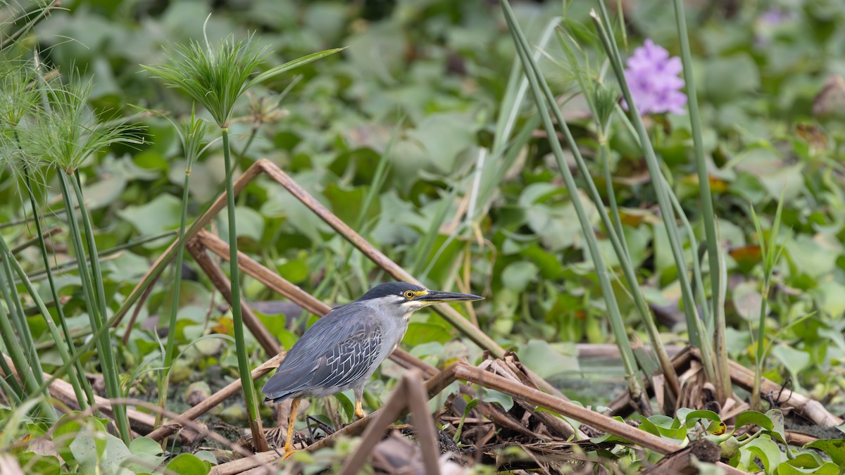Striated Heron - ML632048018