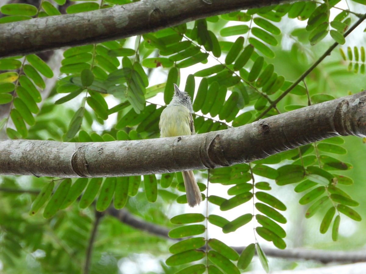 Yellow-olive Flatbill - ML632048263