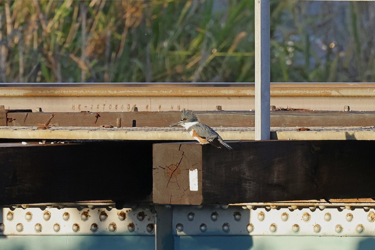 Belted Kingfisher - ML632048281