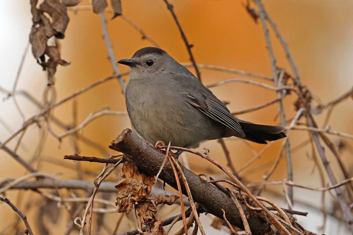 Gray Catbird - ML632048376