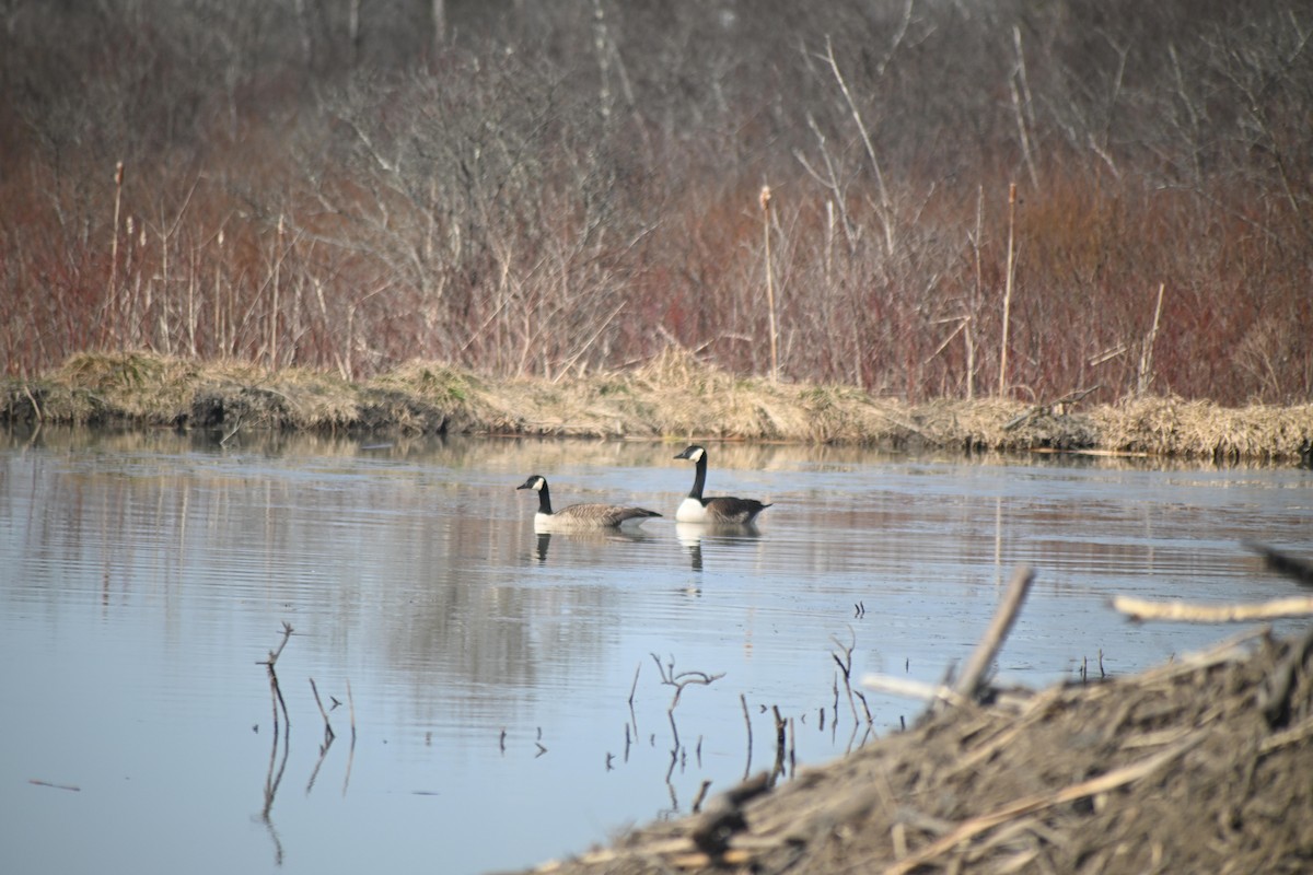 Canada Goose - ML632048395