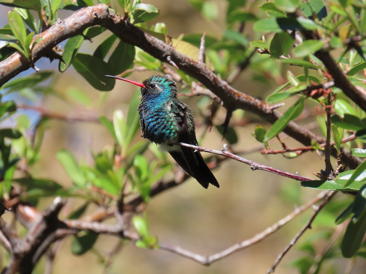 Broad-billed Hummingbird - ML632048439