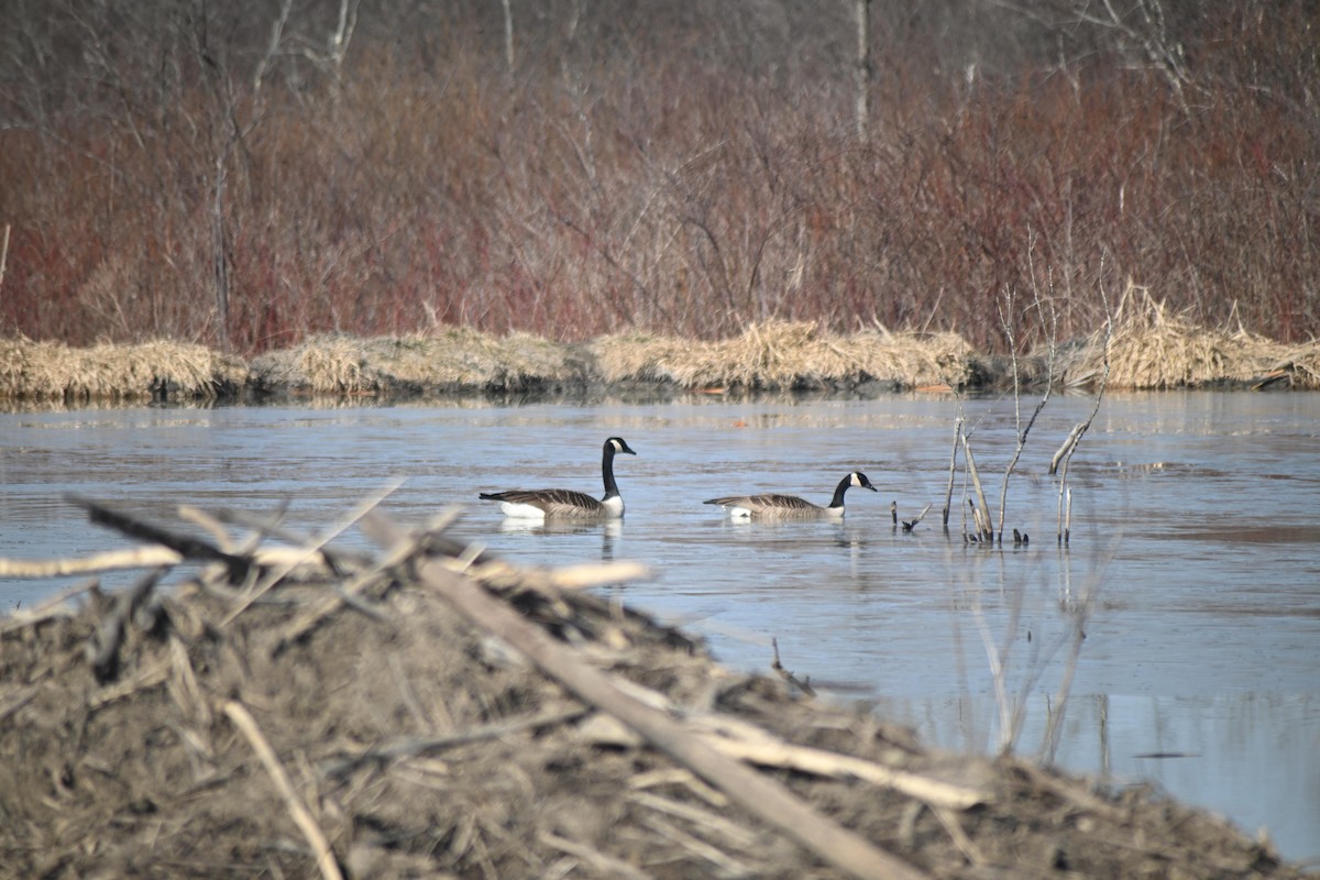 Canada Goose - ML632048549