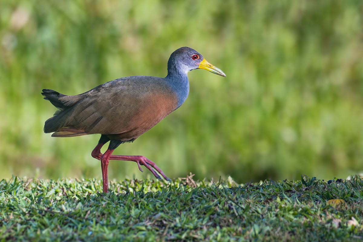 Gray-cowled Wood-Rail - ML632048635