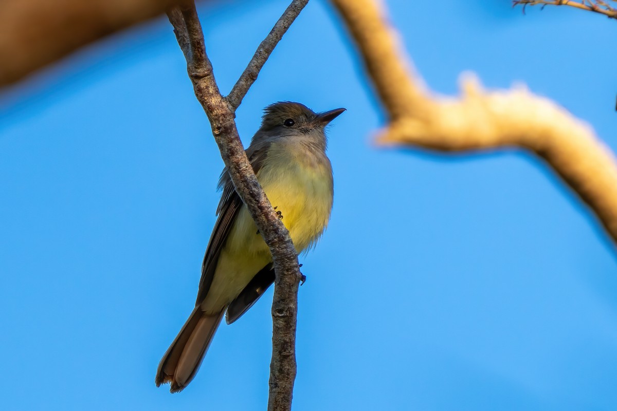 Great Crested Flycatcher - ML632048669