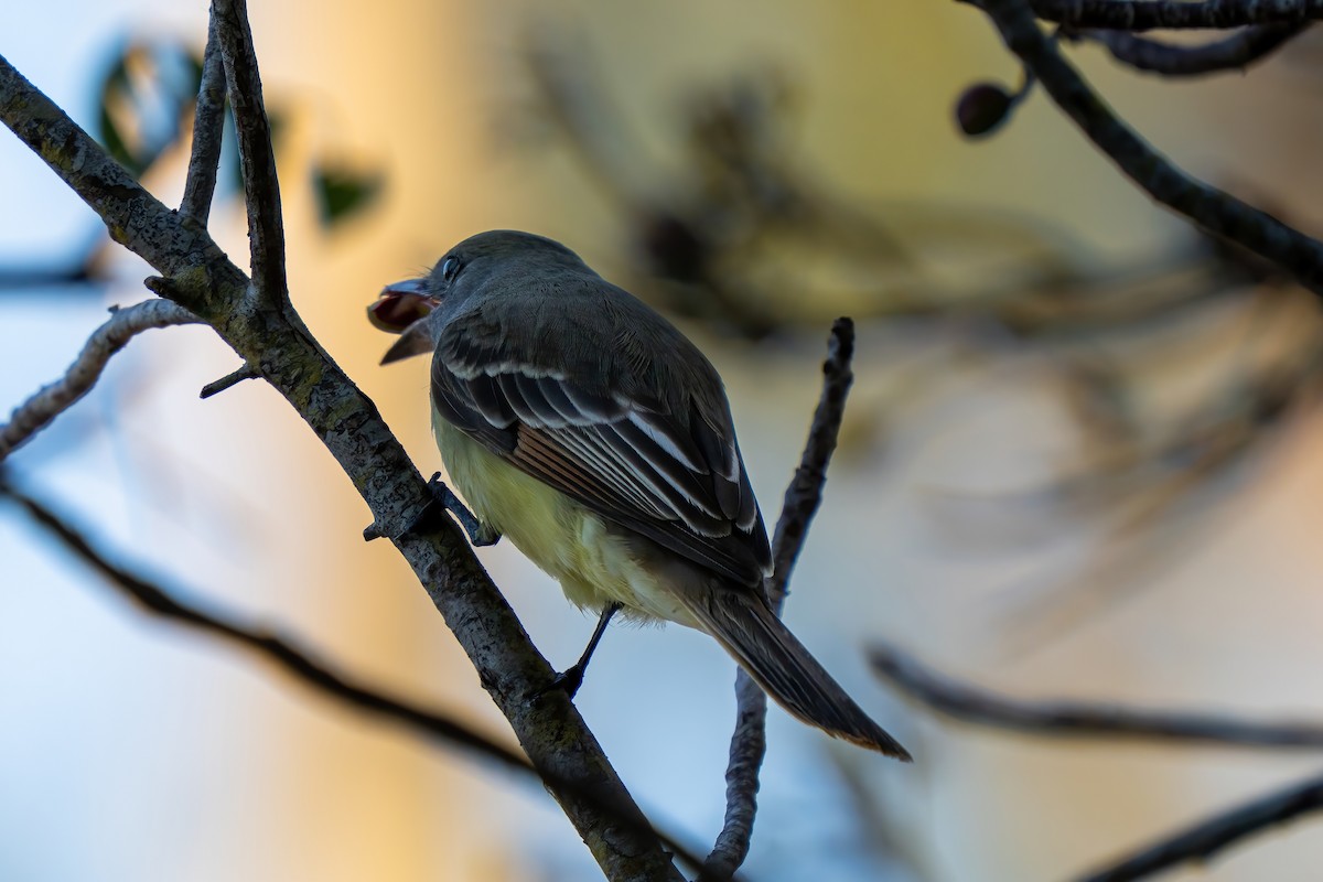 Great Crested Flycatcher - ML632048674