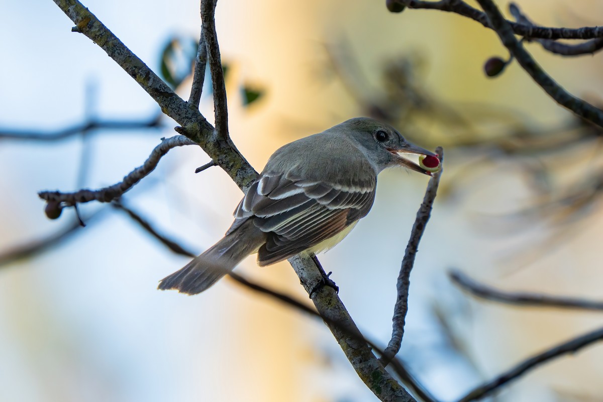 Great Crested Flycatcher - ML632048684