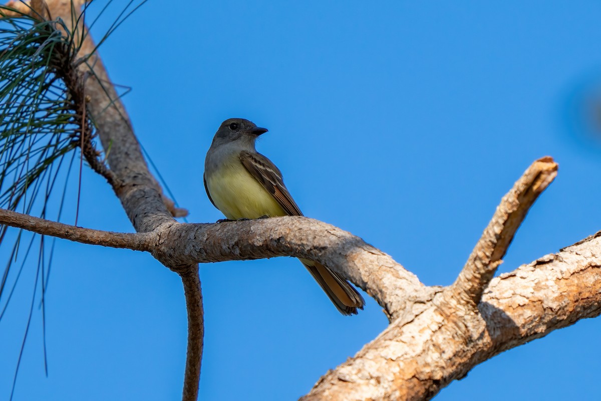 Great Crested Flycatcher - ML632048688