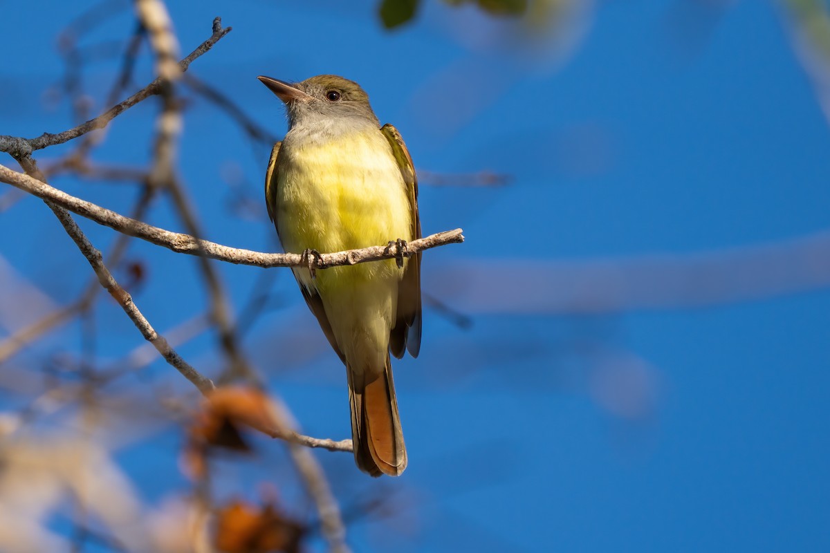 Great Crested Flycatcher - ML632048691