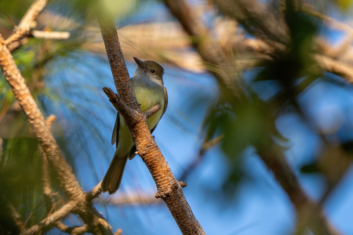 Great Crested Flycatcher - ML632048693