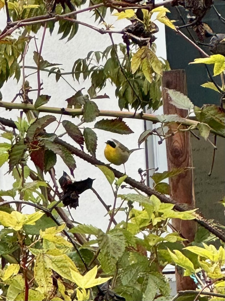 Common Yellowthroat - ML632048768