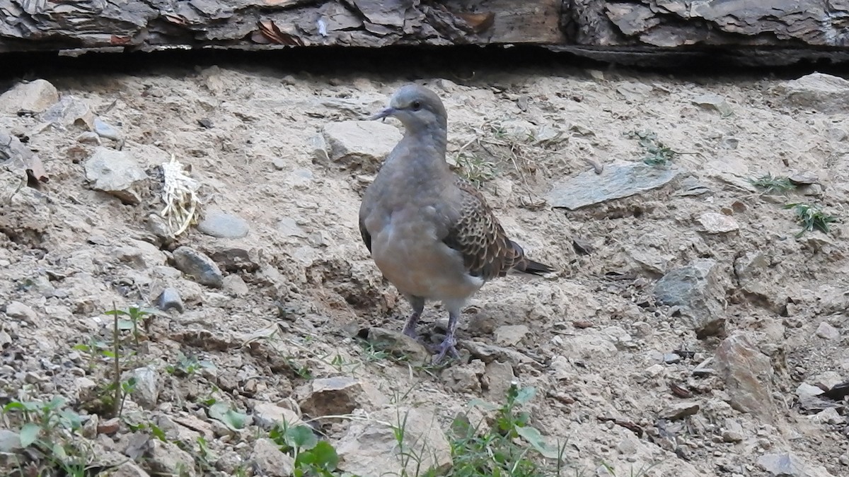 Oriental Turtle-Dove - ML632048892