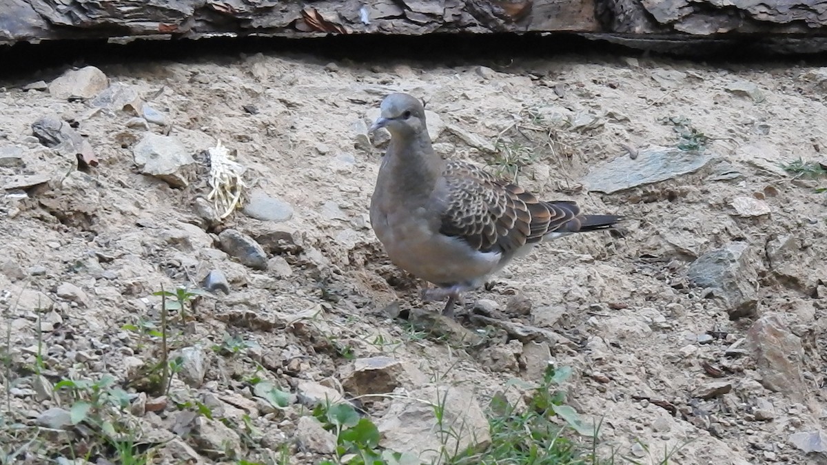 Oriental Turtle-Dove - ML632048893