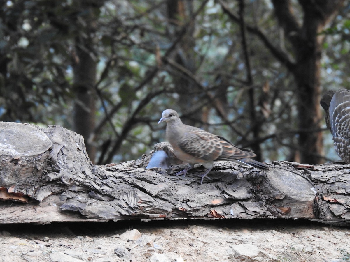 Oriental Turtle-Dove - ML632048898