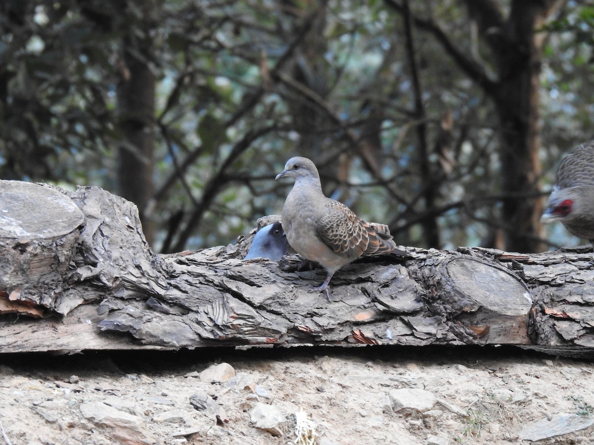 Oriental Turtle-Dove - ML632048905