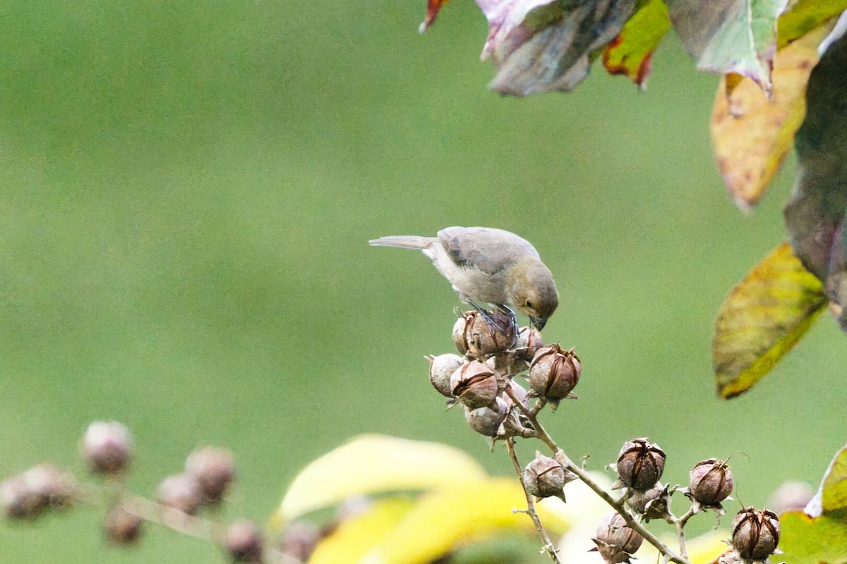 Variable Seedeater - ML632048969