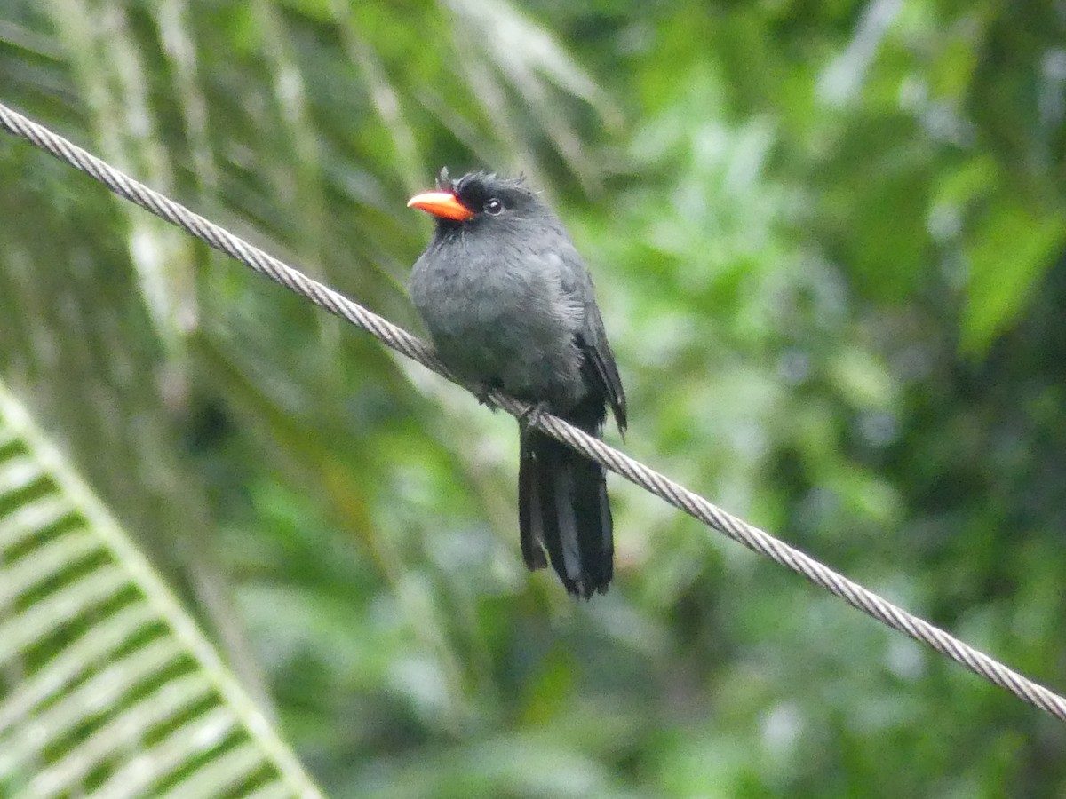 Black-fronted Nunbird - ML632049251