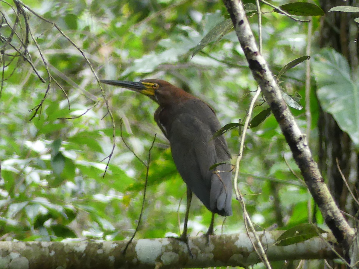 Rufescent Tiger-Heron - ML632049263